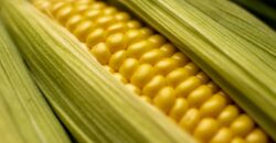 jak zwiększyć plon kukurydzy