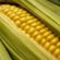 jak zwiększyć plon kukurydzy